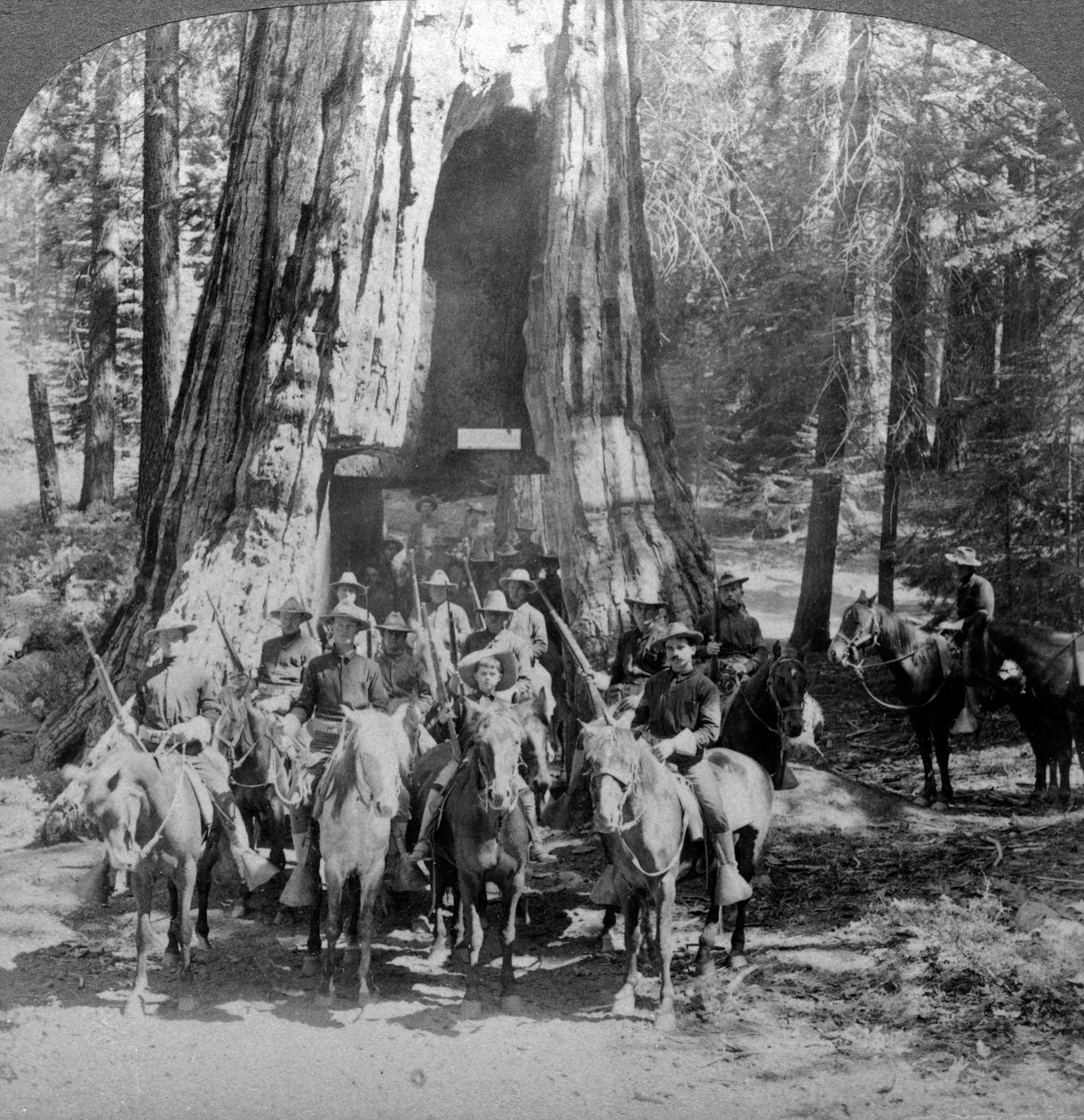 Cavalaria passando pela grande árvore Califórnia, Califórnia, EUA. de Underwood and Underwood