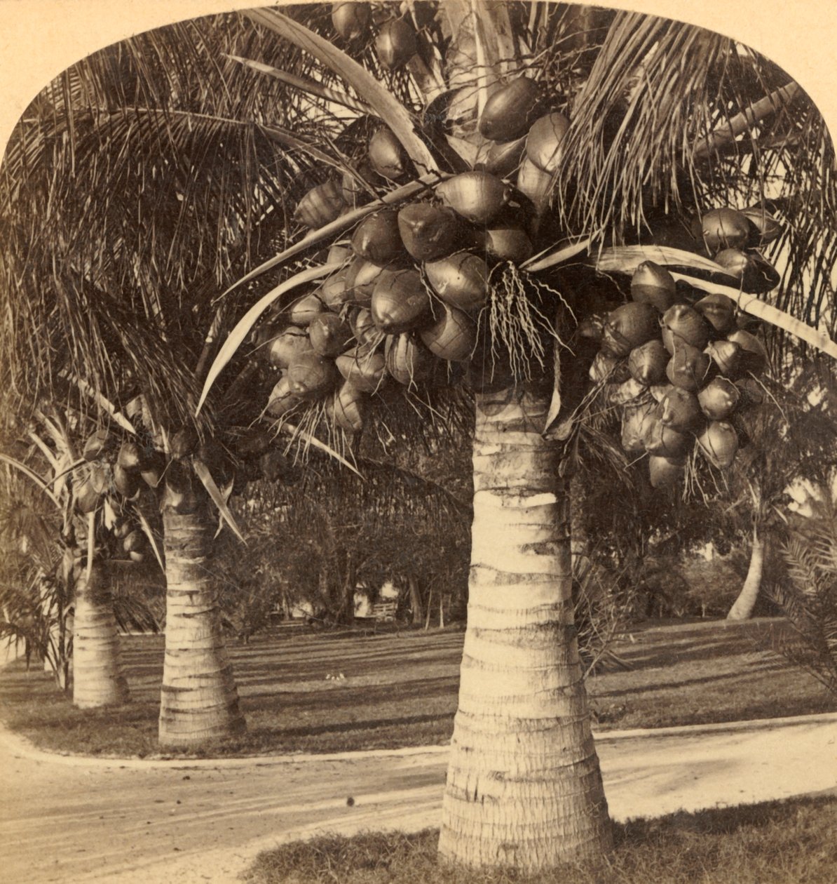 Árvores de coco nas areias brancas da Flórida. EUA, c1900. de Underwood and Underwood