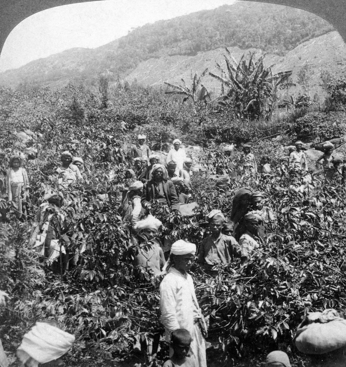 Colheita de café na propriedade de Sir Thomas Liptons, Dambutenne, Sri Lanka, 1903. de Underwood and Underwood