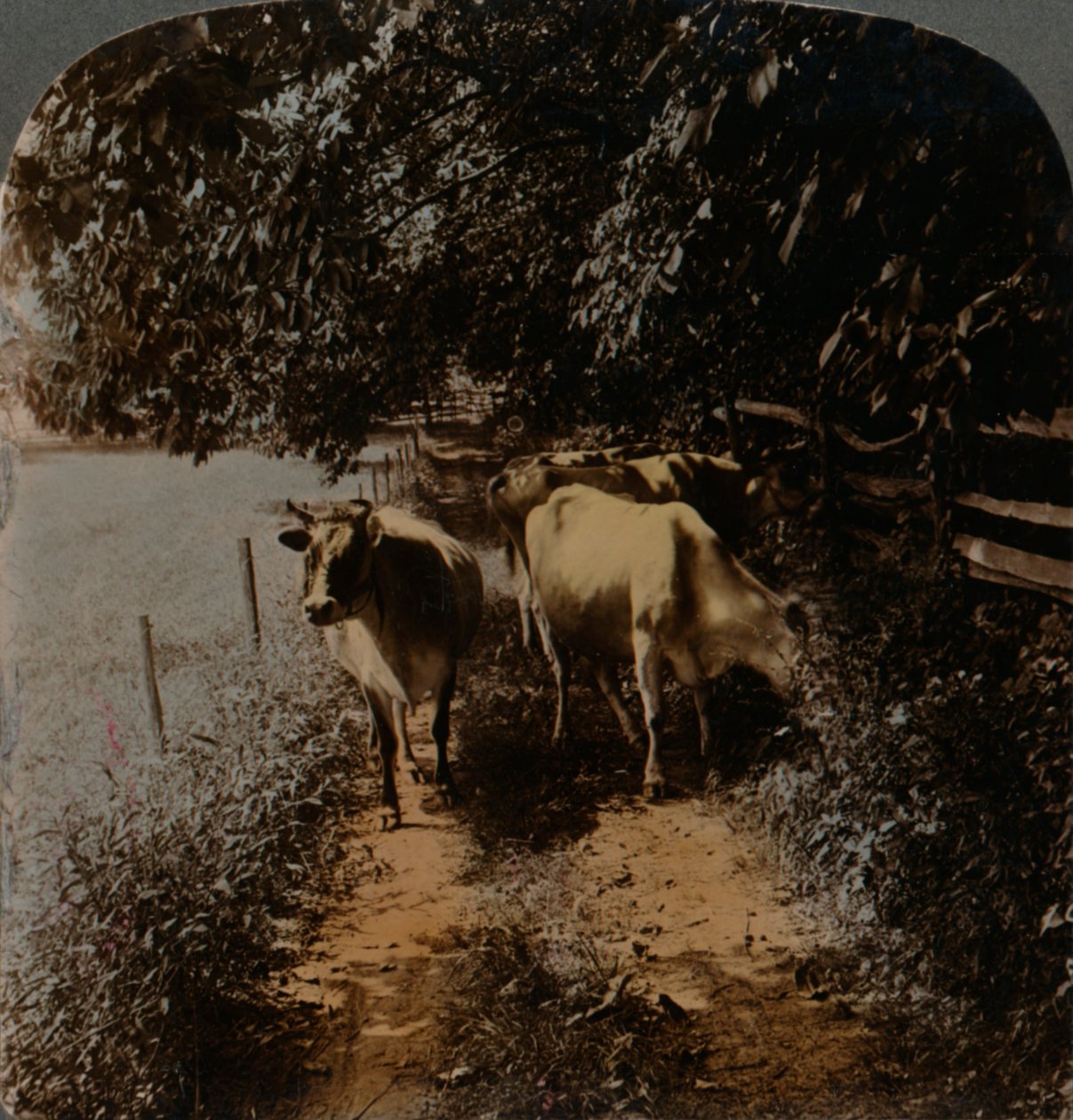 Vacas voltando para casa na hora da ordenha, c1900. Artistas: Elmer Underwood, Bert Elias Underwood. de Underwood and Underwood