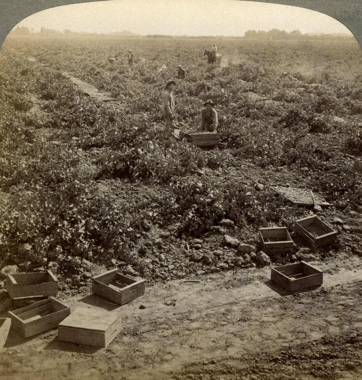 Passas de secagem, Fresno, San Joaquin Valley, Califórnia, EUA. de Underwood and Underwood