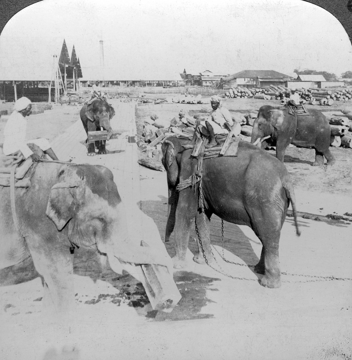 Elefantes que trabalham em um pátio de madeira, Índia, c1900s. de Underwood and Underwood