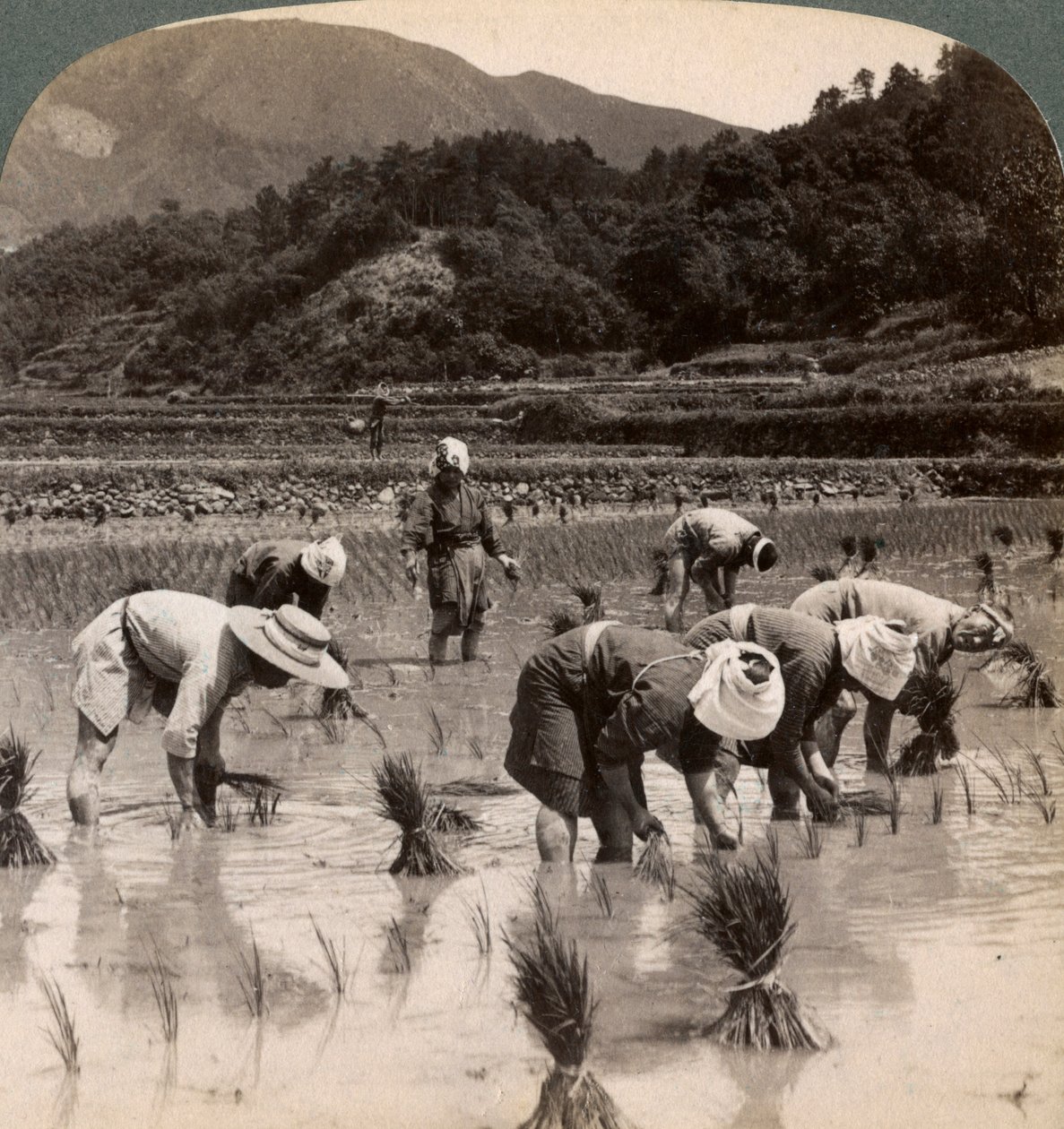Trabalhadores agrícolas que transplantam brotos de arroz perto de Kyoto, Japão, 1904 de Underwood and Underwood