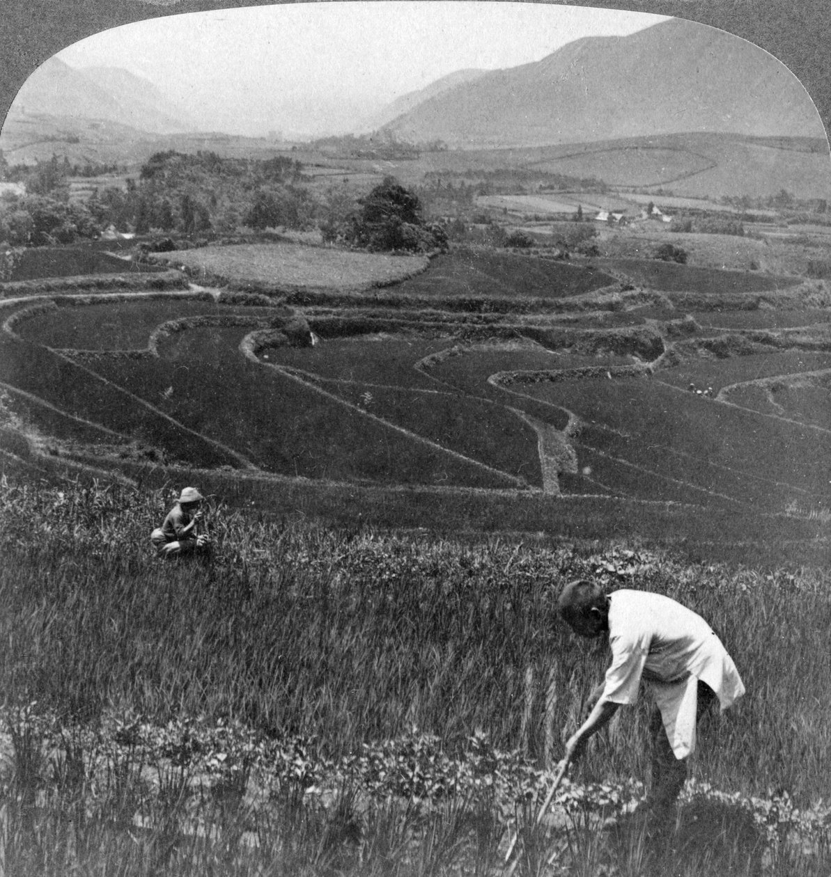 Campos de arroz fértil na antiga cratera de Aso-San, Japão, 1904. de Underwood and Underwood