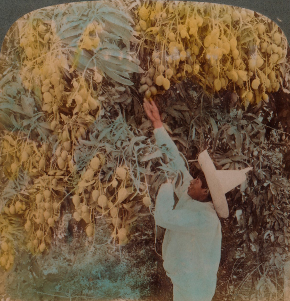 Colhendo frutos deliciosos de uma mangueira pesadamente carregada, Cuernavaca, México, 1907. Artistas: Elmer Underwood, Bert Elias Underwood. de Underwood and Underwood