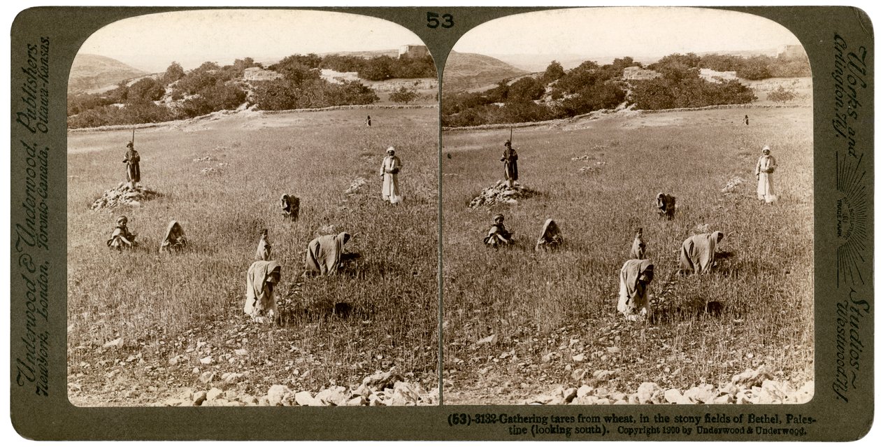 Coleta de joio do trigo nos campos pedregosos de Bethel Baytin, Palestina, 1900. de Underwood and Underwood