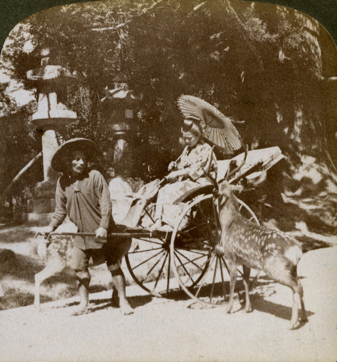 Menina alimentando veados sagrados a caminho de orações, terrenos do templo Kasuga, Nara, Japão, 1904 de Underwood and Underwood