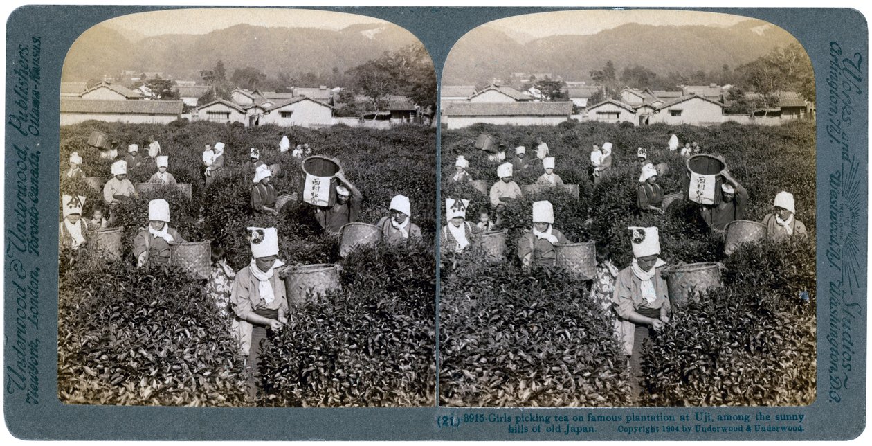 Meninas colhendo chá na famosa plantação de Uji, Japão, 1904 de Underwood and Underwood