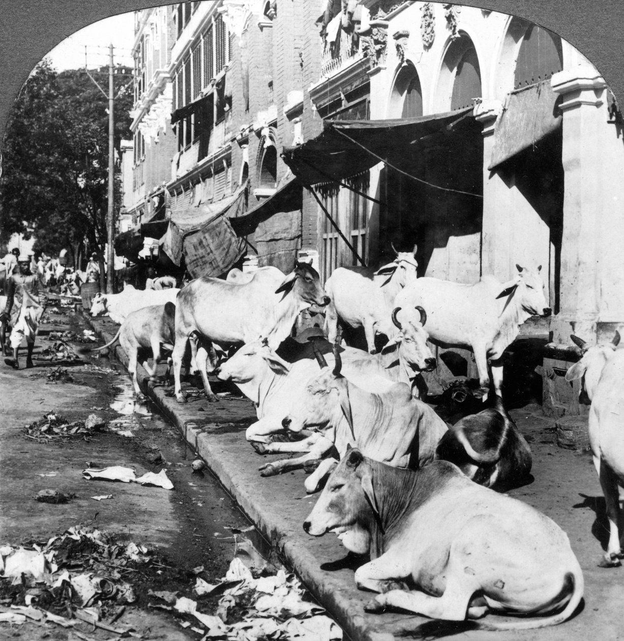Como as vacas hindus desfrutam a vida na Harrison Street, Calcutá, Índia, em 1900. de Underwood and Underwood