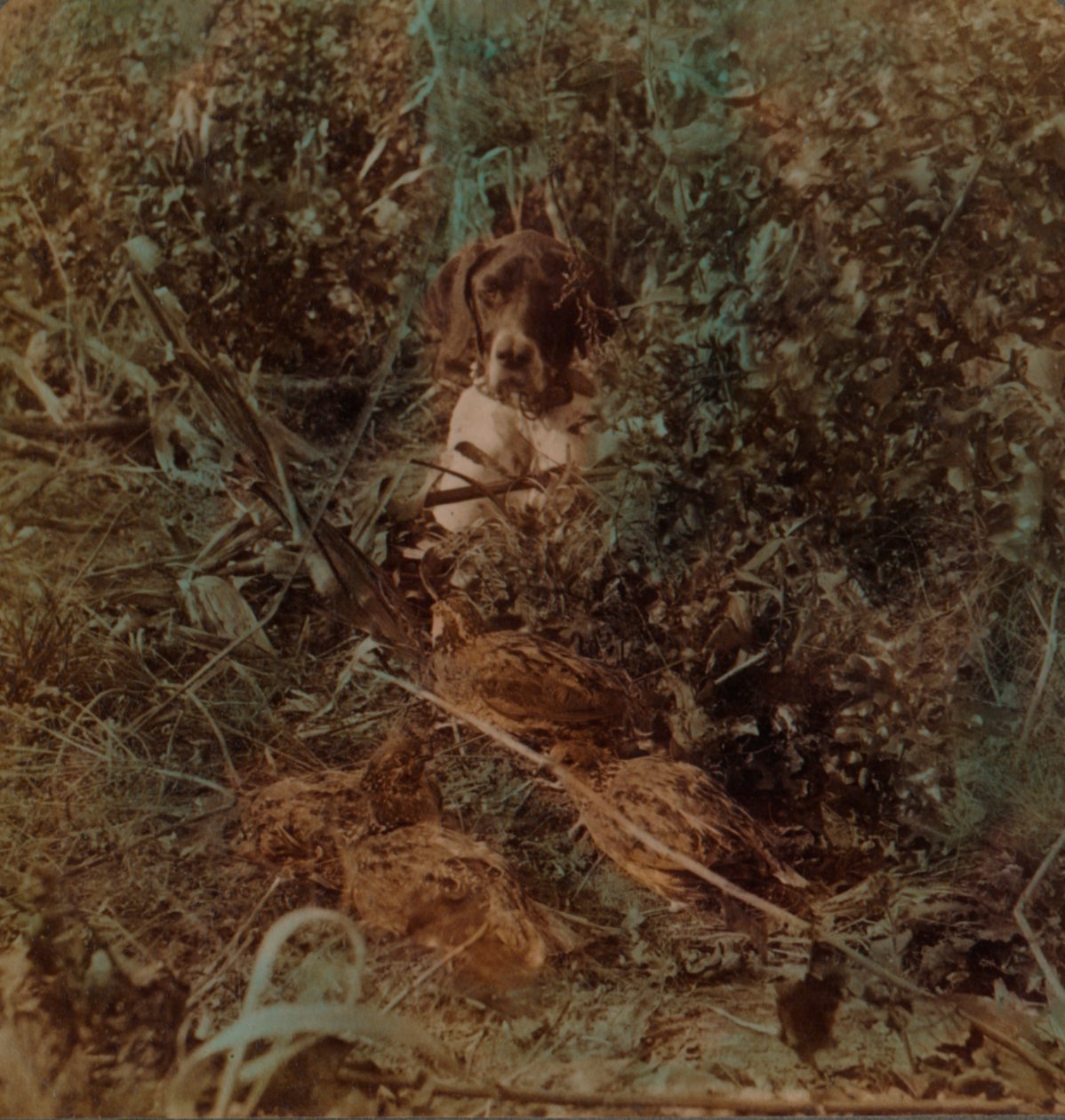 Caça nas pradarias ocidentais, um refúgio de codornas e um apontador - restolho de milho, 1903. Artistas: Elmer Underwood, Bert Elias Underwood. de Underwood and Underwood