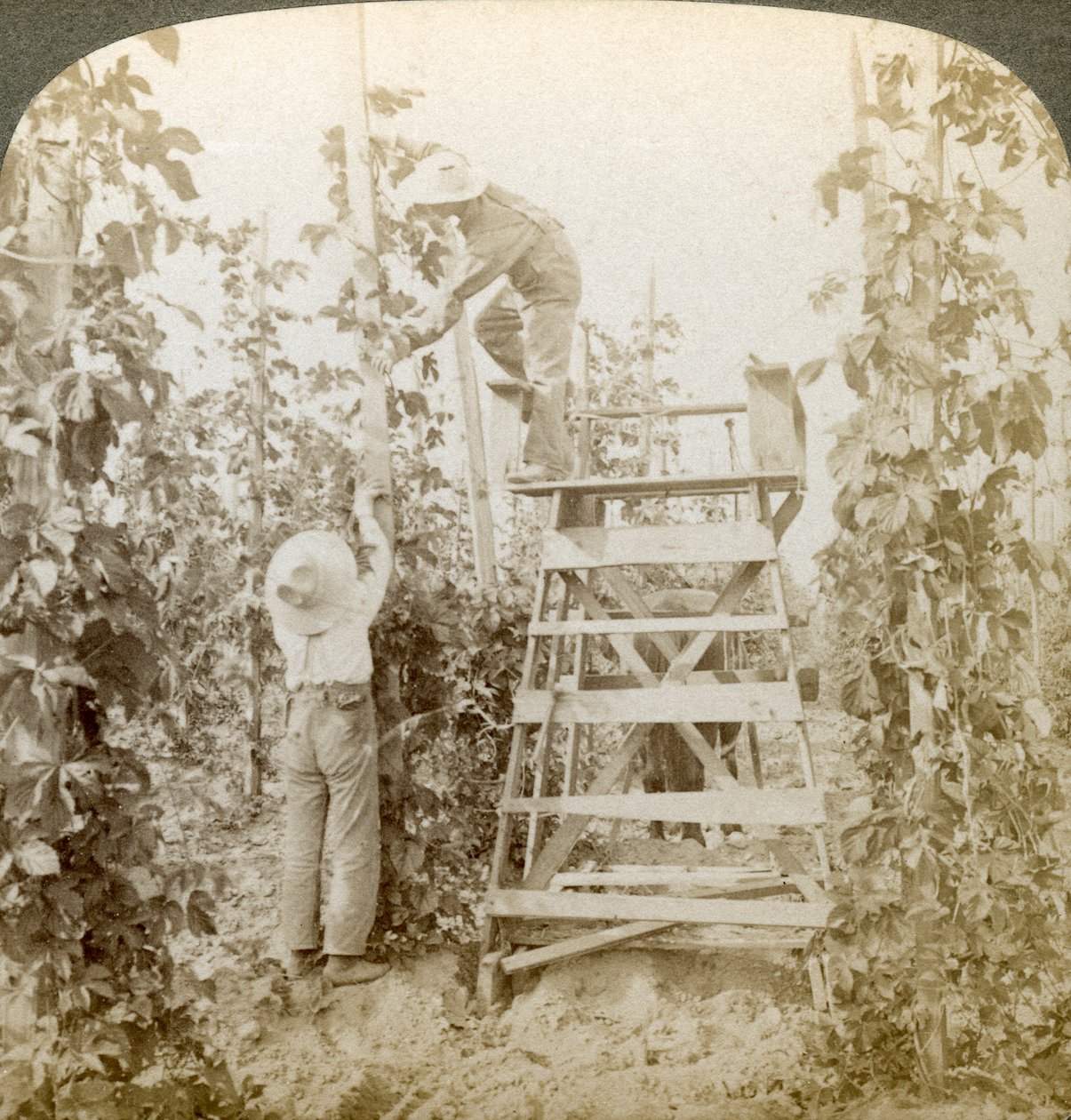No distrito de Rich Hop, Training the Vines, Vale do Rio Branco, Washington, EUA. de Underwood and Underwood