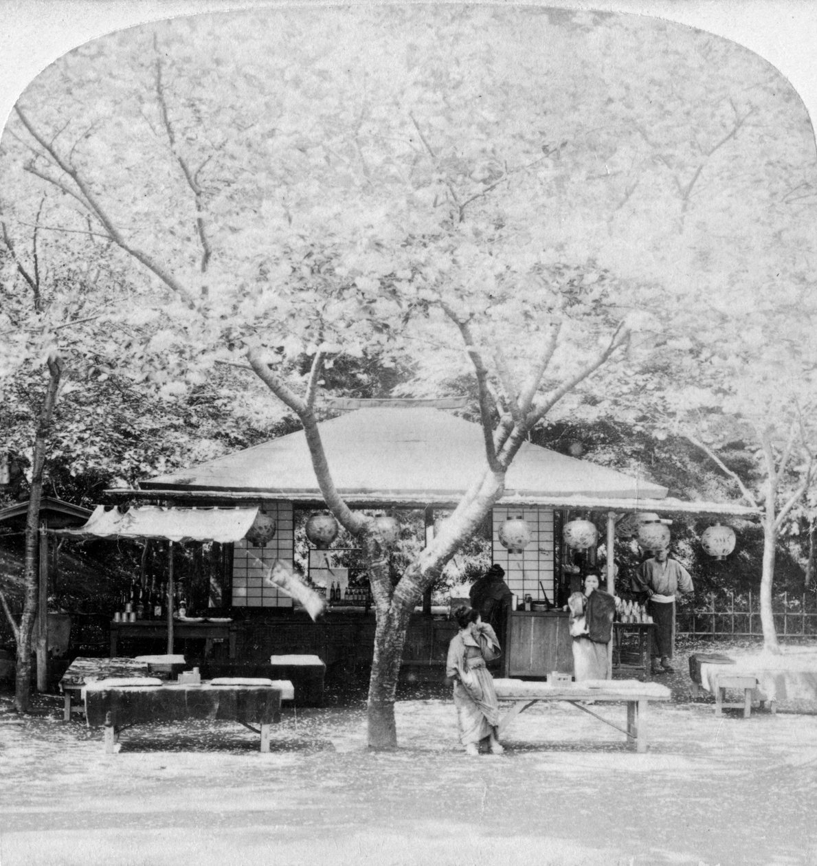 No coração do reino das flores, Nara, Japão, 1896. de Underwood and Underwood