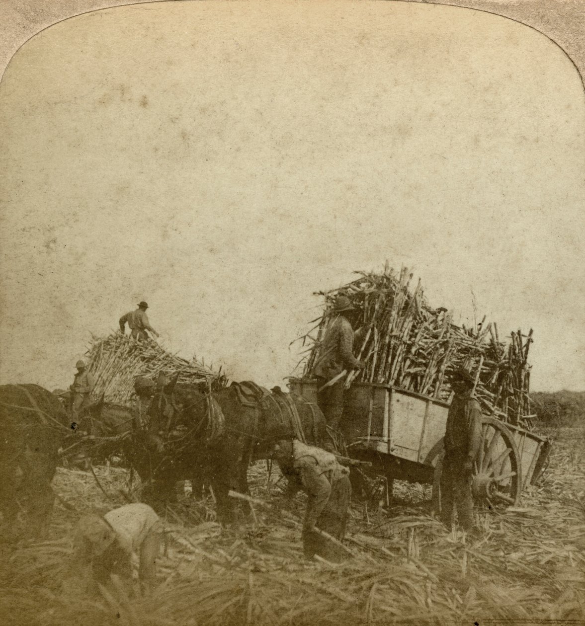 Carregando cana, plantação de açúcar, Louisiana, EUA. de Underwood and Underwood
