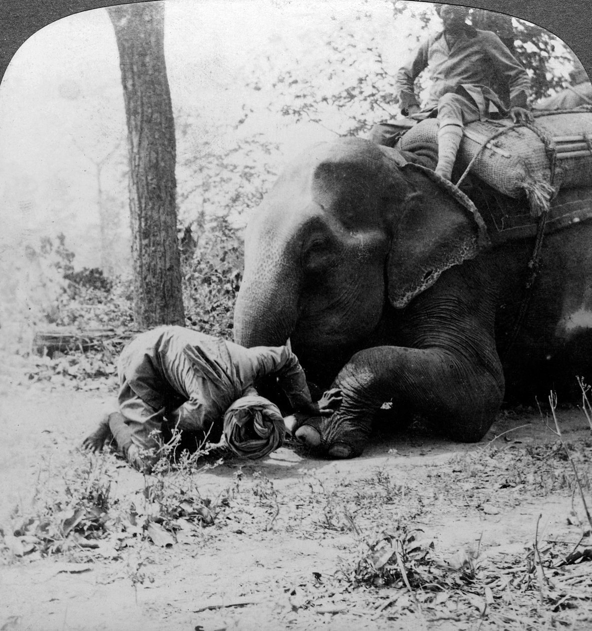 Mahout que remove um espinho de um pé de elefantes, Behar tiger shoot, Índia, c1900s. de Underwood and Underwood