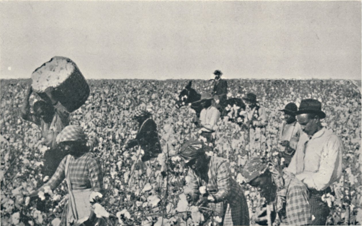 Colheita de algodão, 1916 de Underwood and Underwood
