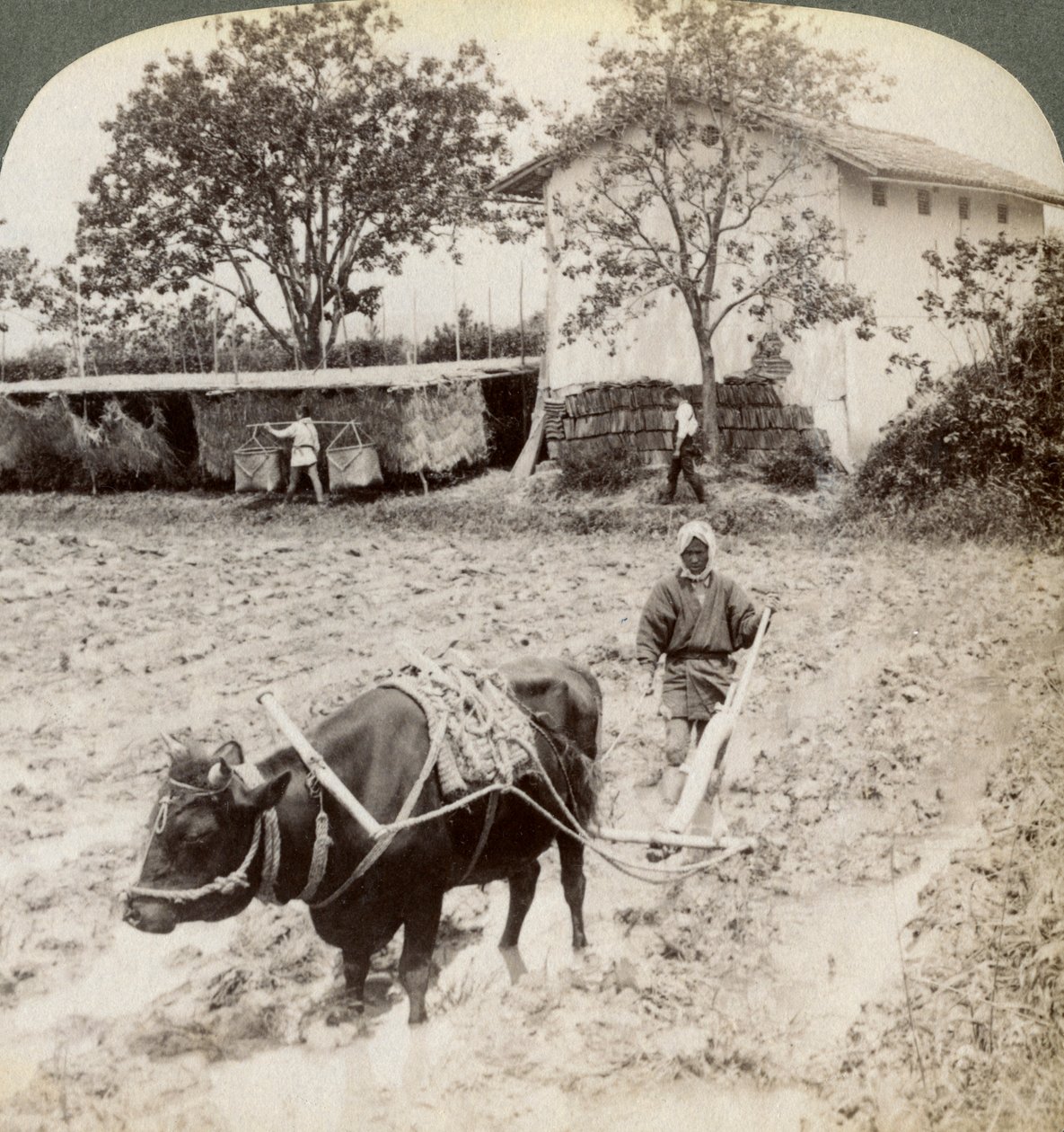 Arando a terra inundada para o plantio de arroz, ao norte da estrada principal em Uji, perto de Kyoto, Japão, 1904. de Underwood and Underwood