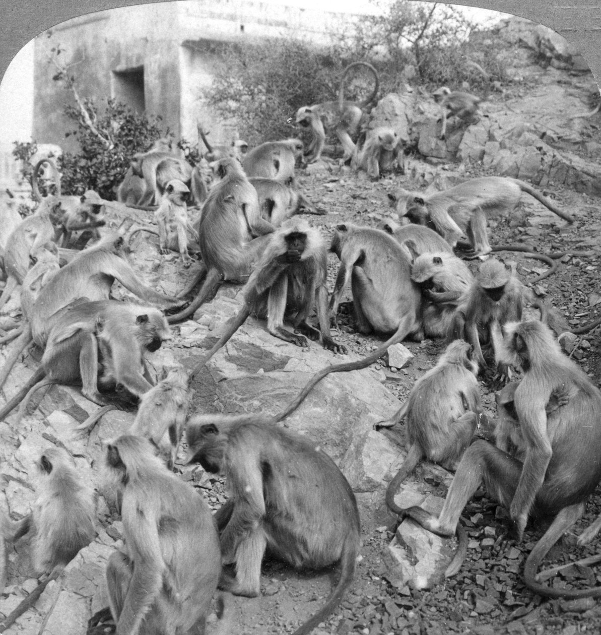 Macacos sagrados em Galta, perto de Jeypore, Índia, 1904. de Underwood and Underwood