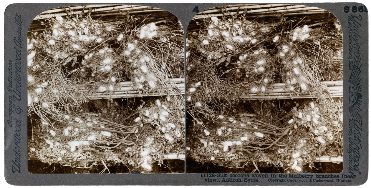 Casulos de seda tecidos em galhos de amoreira, Antioquia, Síria, década de 1900. de Underwood and Underwood