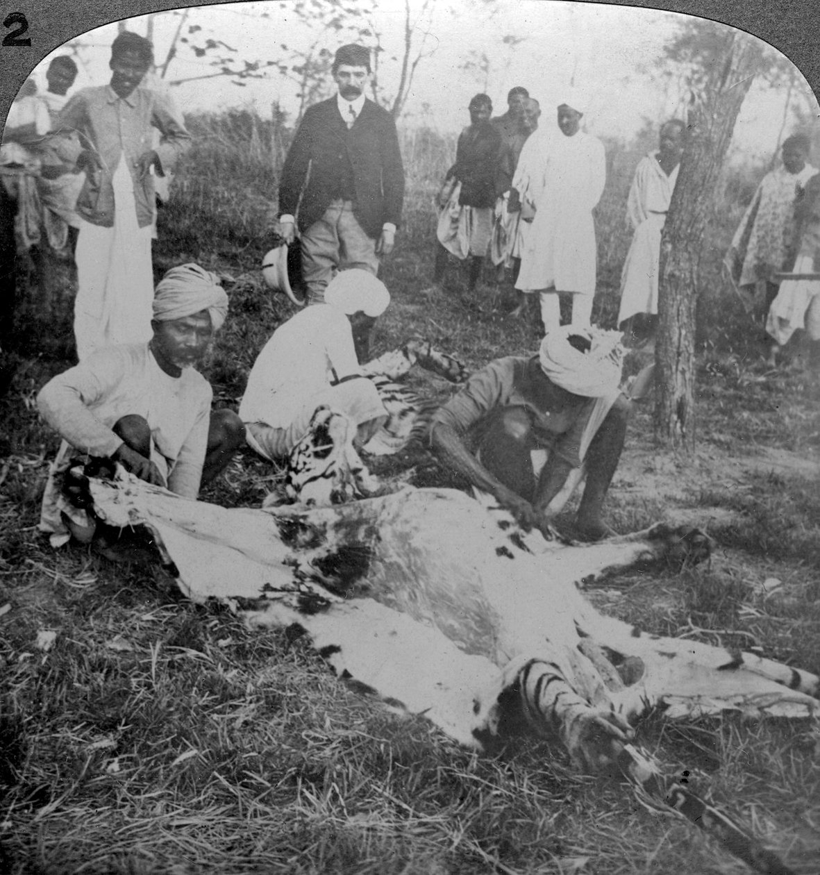 Esfolando um tigre morto, tiro do marajá de Cooch Behar, Índia, c1900s. de Underwood and Underwood