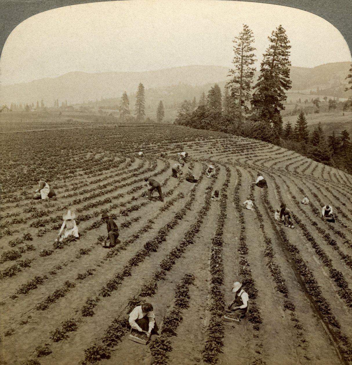 Colheita de morango, Cedar Creek Farm, Hood River Valley, Oregon, EUA. de Underwood and Underwood
