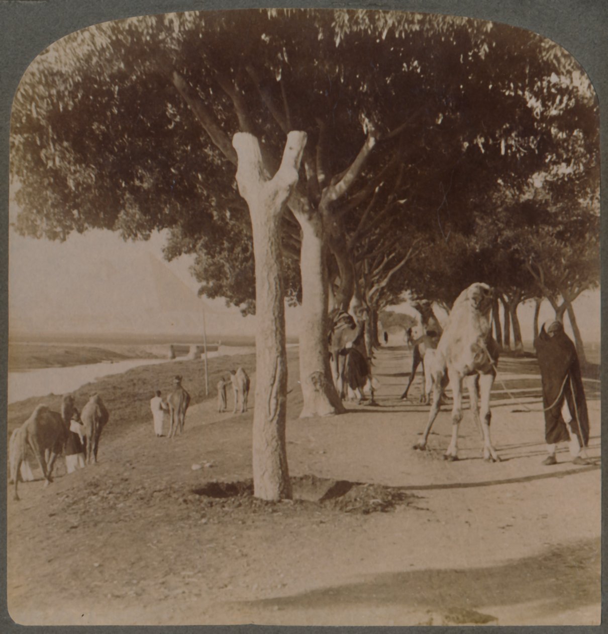 O caminho para as pirâmides, Egito, 1896. de Underwood and Underwood