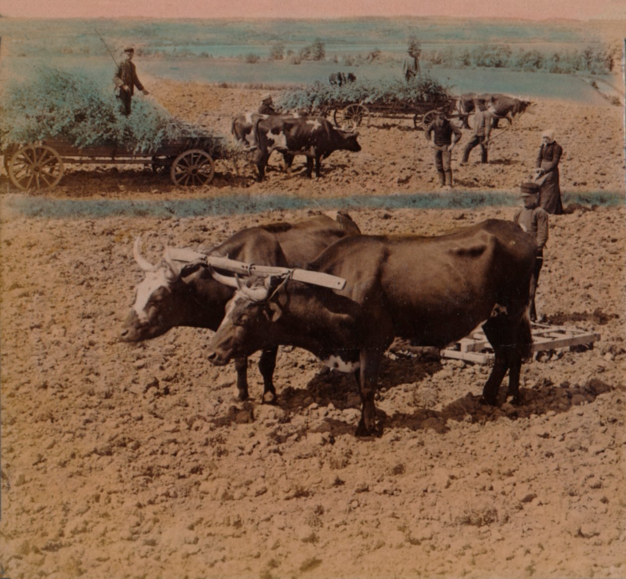 País-parcimonioso parcimonioso com seu gado no trabalho em uma fazenda perto de Jonkoping, Suécia, 1905. Artistas: Elmer Underwood, Bert Elias Underwood. de Underwood and Underwood