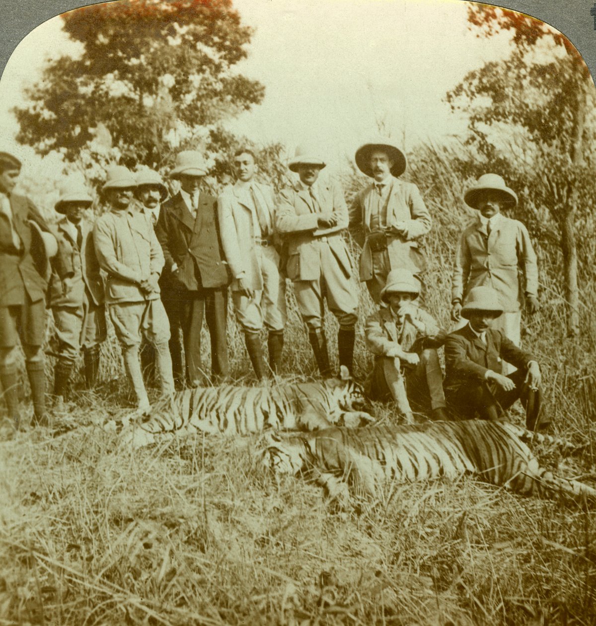 Caça do tigre, Cooch Behar, Bengala Ocidental, Índia, c1900s. de Underwood and Underwood