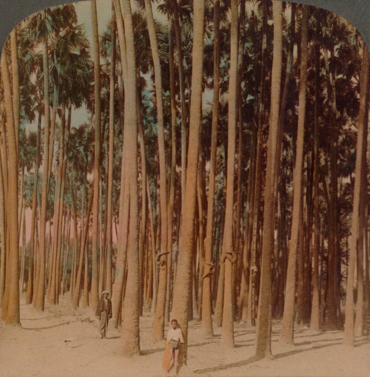Toddy palmas 100 pés de altura, Pagan, Birmânia, 1907. Artistas: Elmer Underwood, Bert Elias Underwood. de Underwood and Underwood