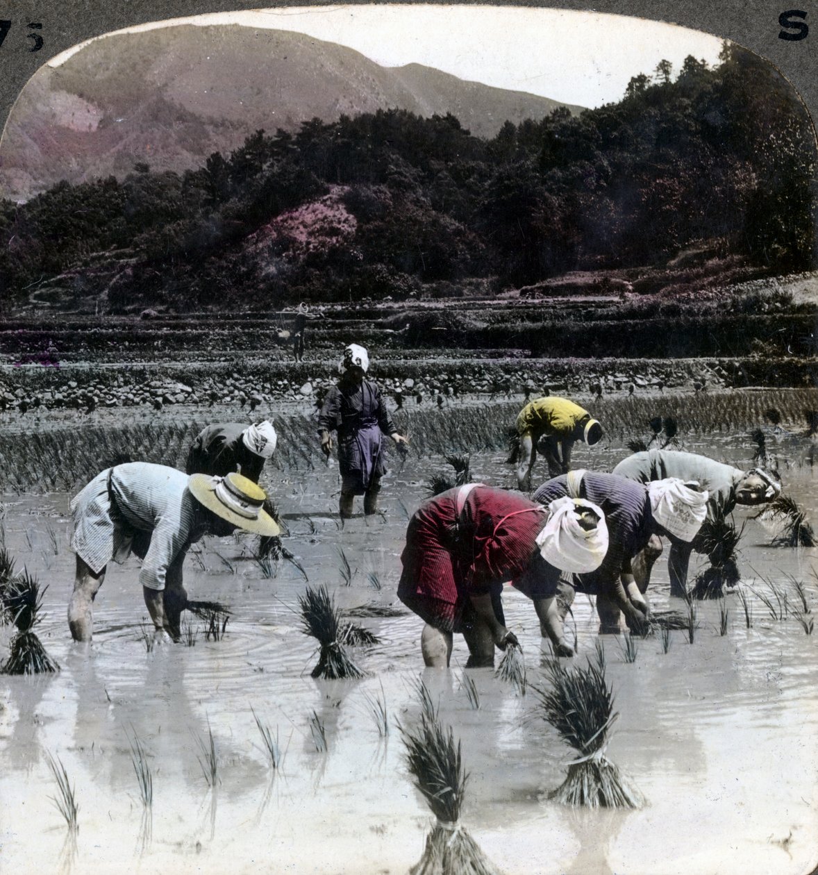 Transplantando arroz em um arrozal, Japão, 1904. de Underwood and Underwood