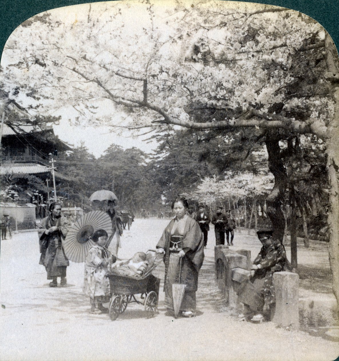Sob as flores de cerejeira, olhando para nordeste ao longo da avenida principal do Shiba Park, Tóquio, Japão, 1904 de Underwood and Underwood