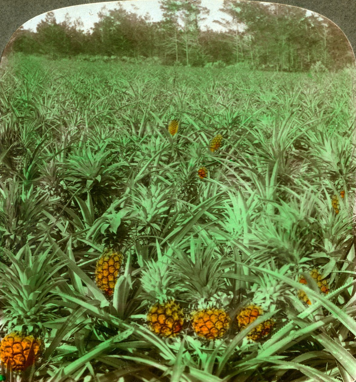 Onde o abacaxi gostoso cresce, Flórida, EUA, 1896. de Underwood and Underwood