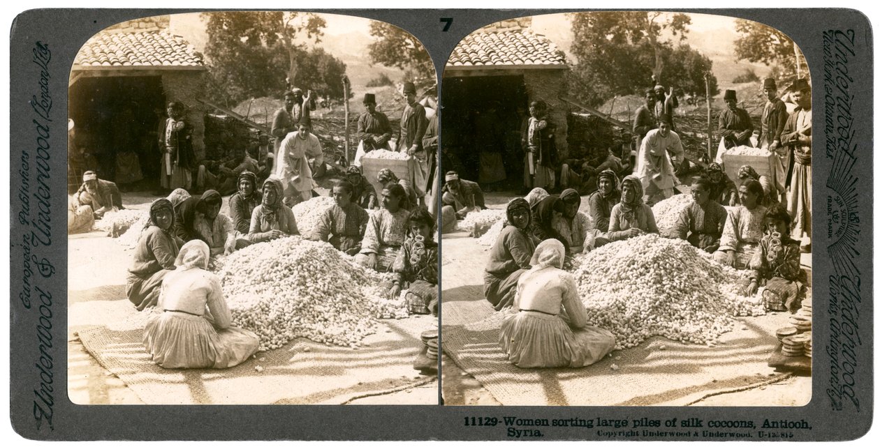 Mulheres classificando grandes pilhas de casulos de seda, Antioquia, Síria, década de 1900. de Underwood and Underwood