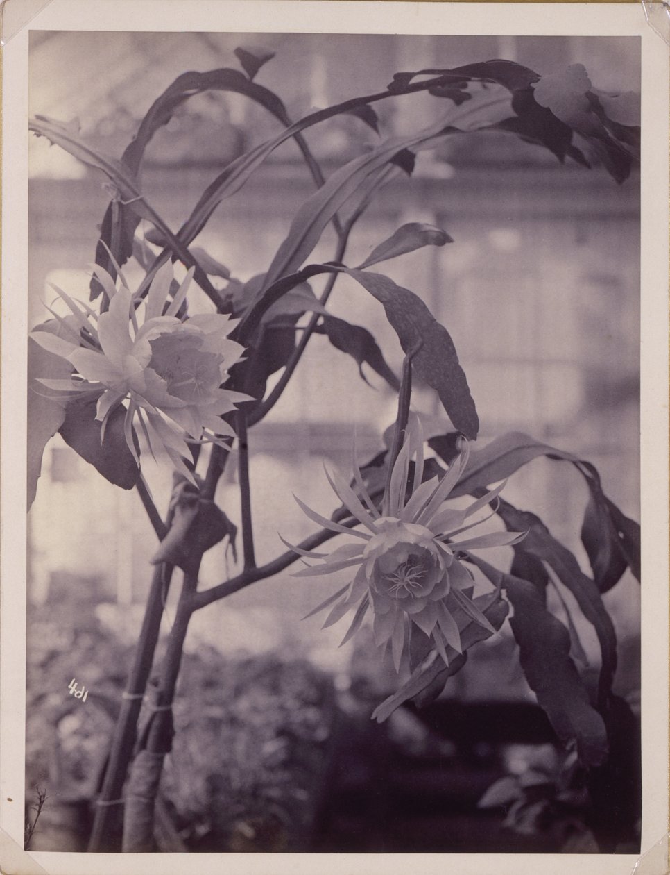[Cereus de florescência nocturna, em flor] de Unidentified