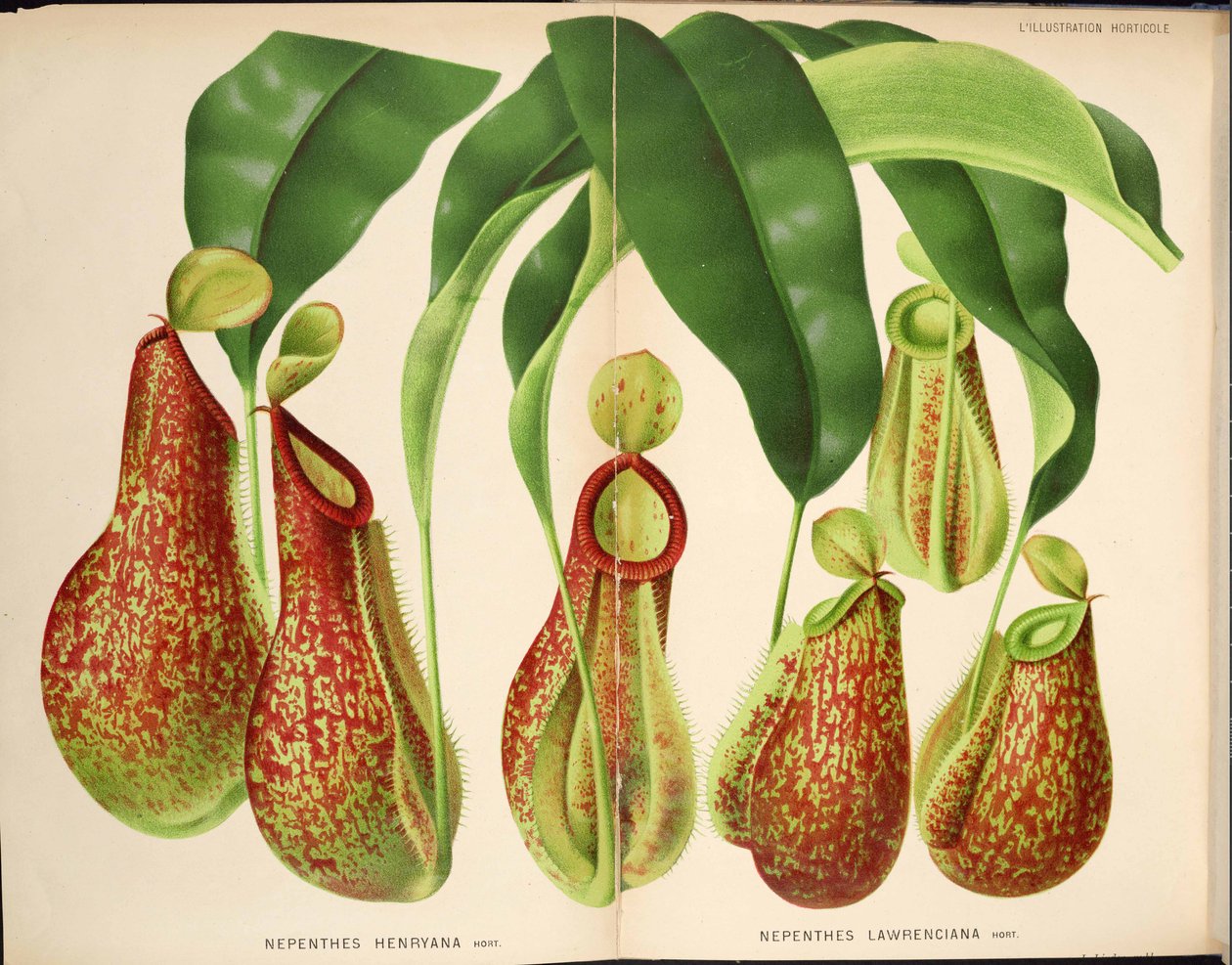 Nepenthes henryana e Nepenthes lawrenciana - L&39;Illustration horticole (1882) de Unknown