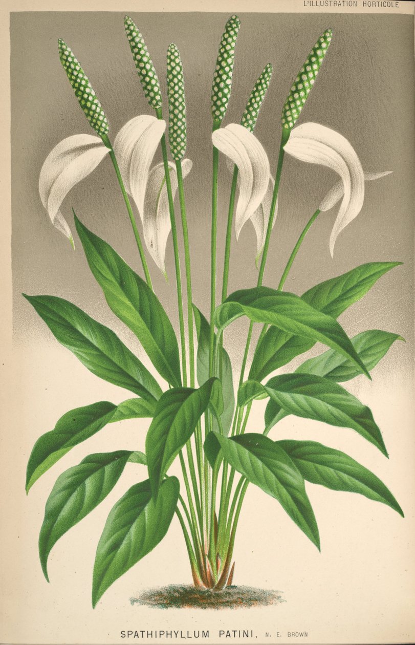 Spathiphyllum patinii de Unknown