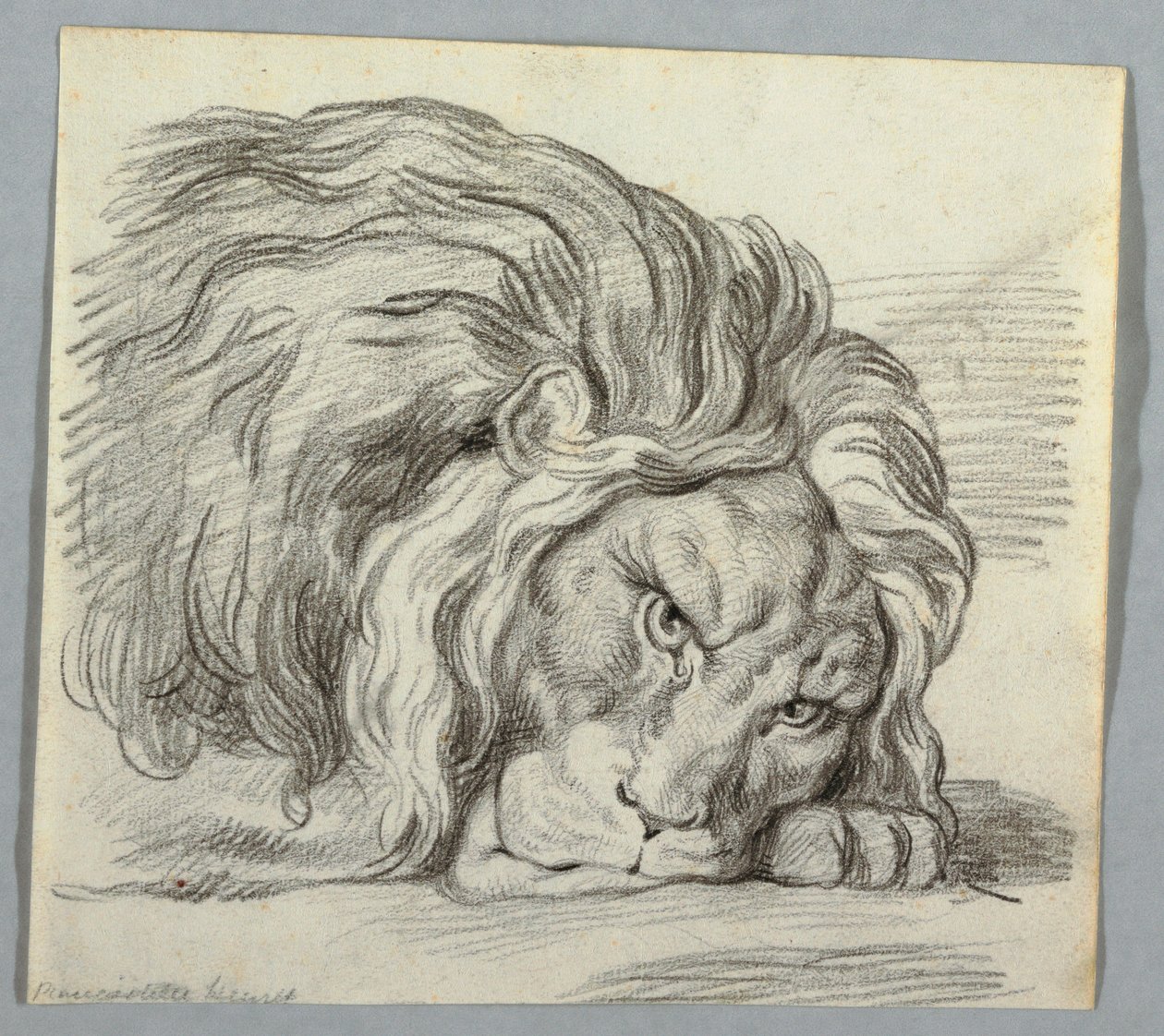 Desenho, estudo de um leão de Unknown