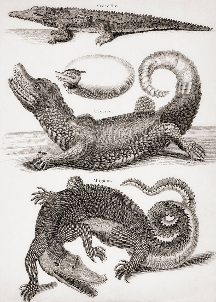 Crocodilia: crocodilo, jacaré e jacaré de Unbekannt Unbekannt