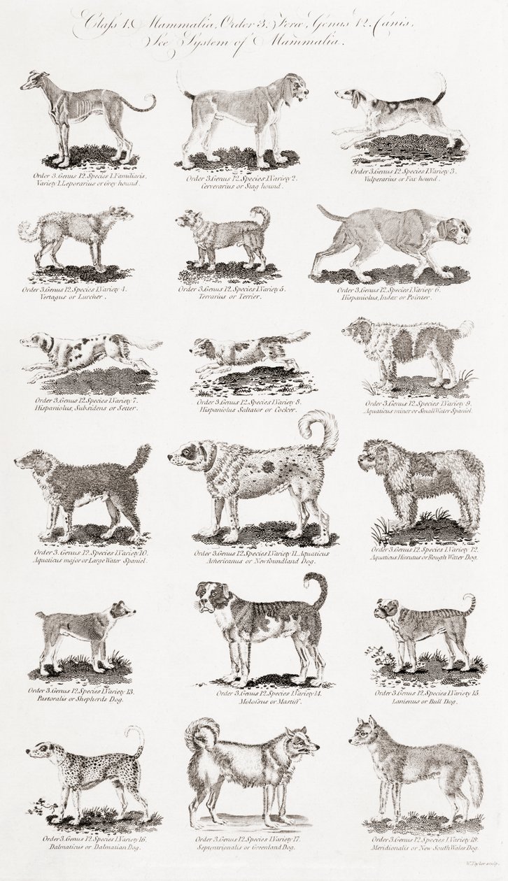 Raças Diferentes de Cães de Unbekannt Unbekannt