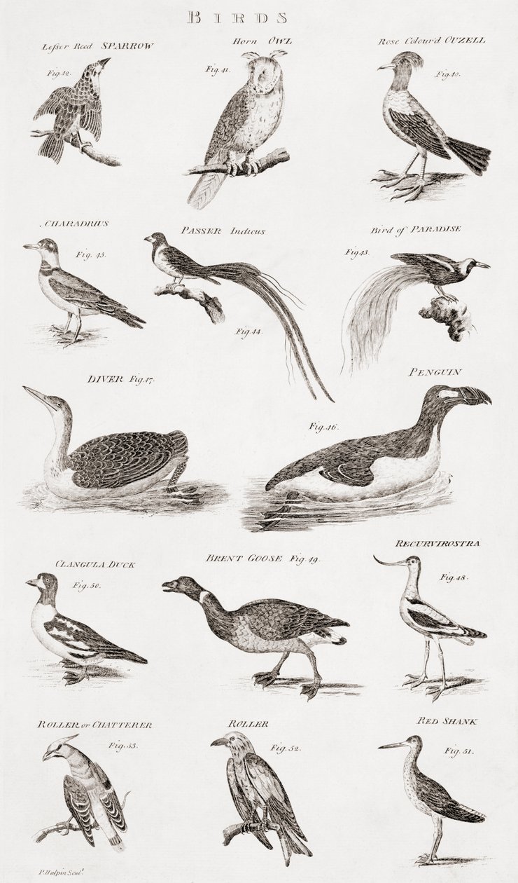 Diferentes tipos de aves de Unbekannt Unbekannt