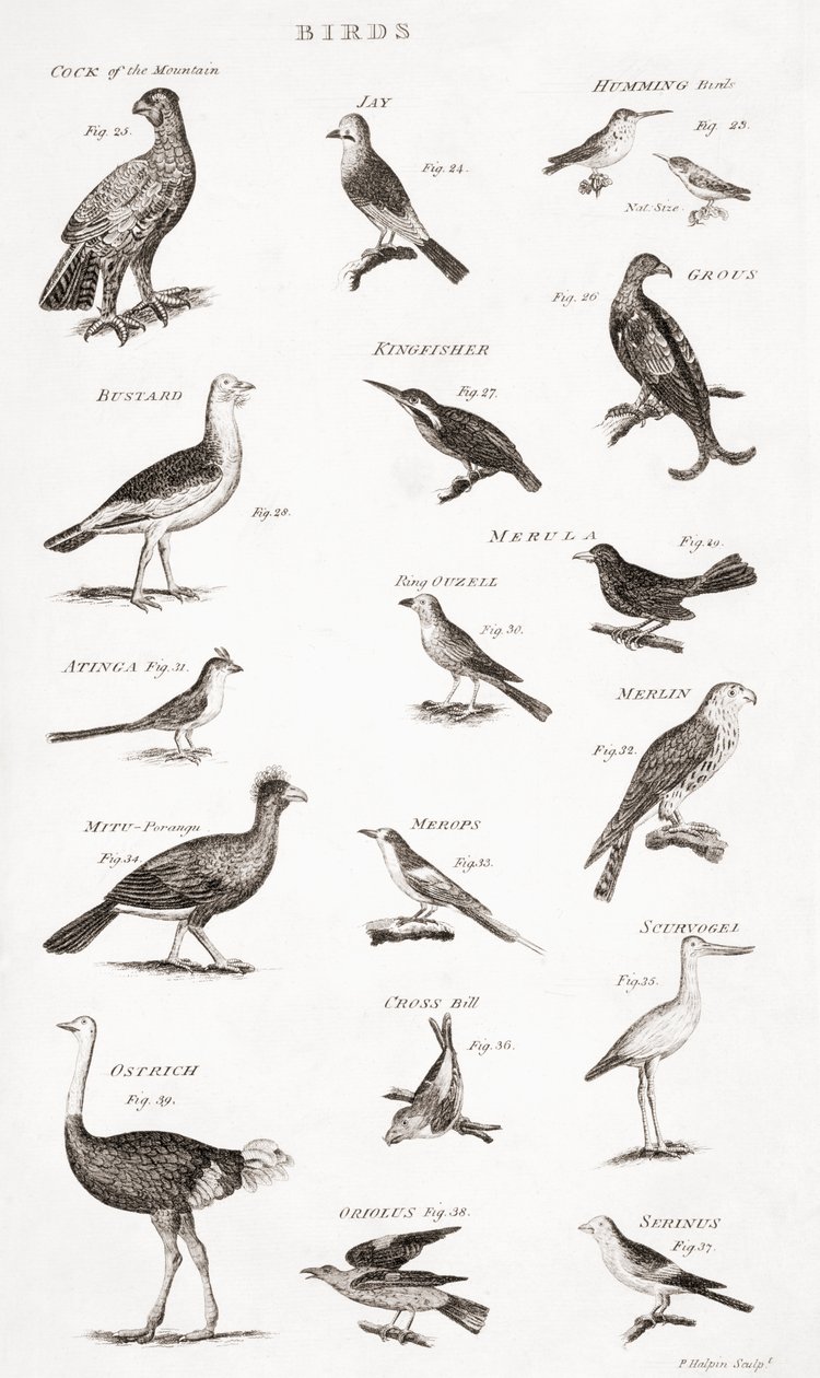 Diferentes tipos de aves de Unbekannt Unbekannt