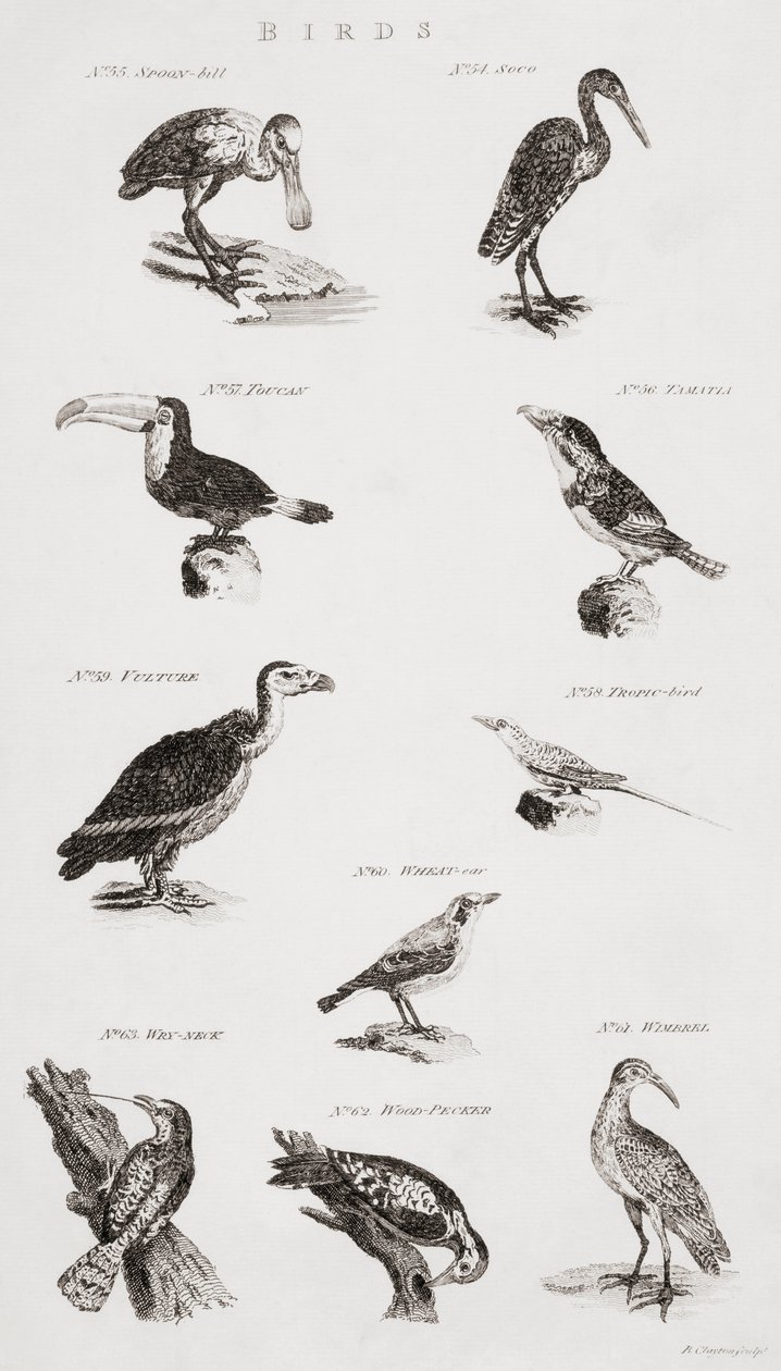 Diferentes tipos de aves de Unbekannt Unbekannt
