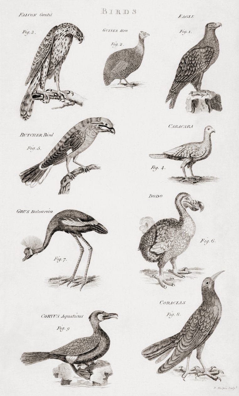 Diferentes tipos de aves de Unbekannt Unbekannt