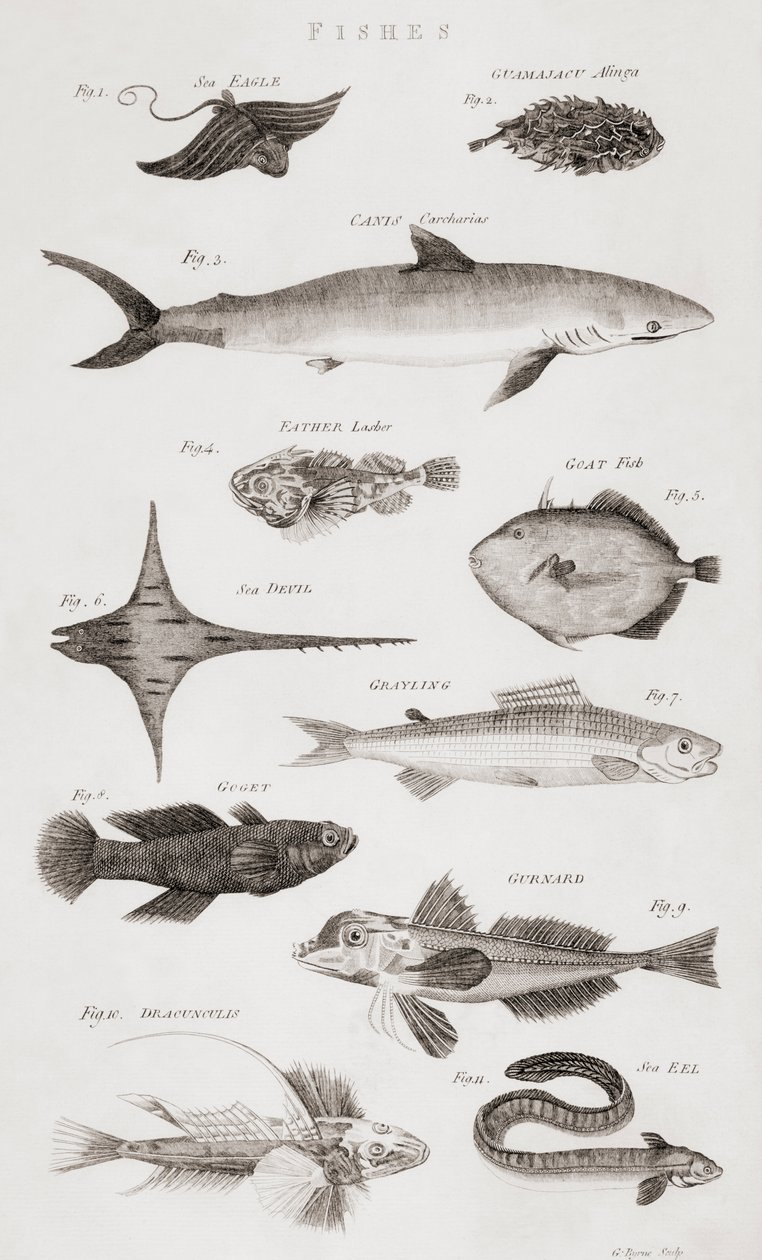 Diferentes tipos de peixe de Unbekannt Unbekannt