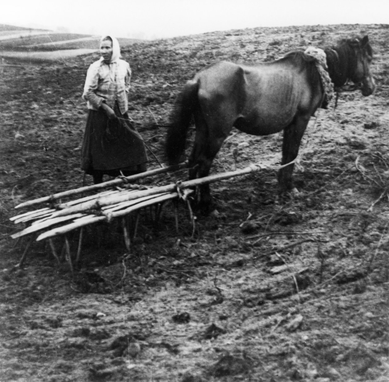 Uma mulher do camponês com o cavalo que lavra o solo em uma exploração agrícola na vila de Voronovo no Volga em Rússia Pre-Revolucionária, 1900. de Unknown