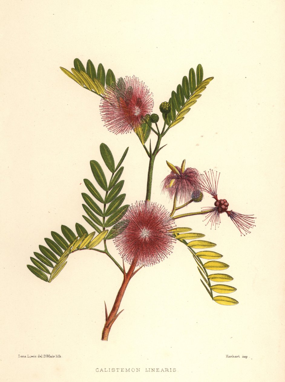 Bottlebrush, Callistemon linearis (Calistemon linearis) de Unknown
