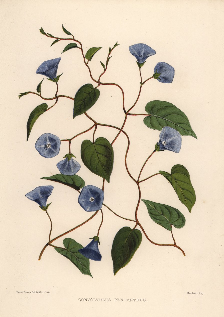 Clustervine, Jacquemontia pentanthos (Convolvulus pentanthus) de Unknown