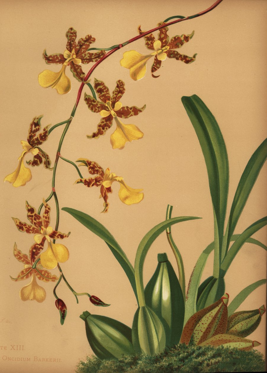 Orquídea lady de dança, Oncidium tigrinum (Oncidium barkerii) de Unknown