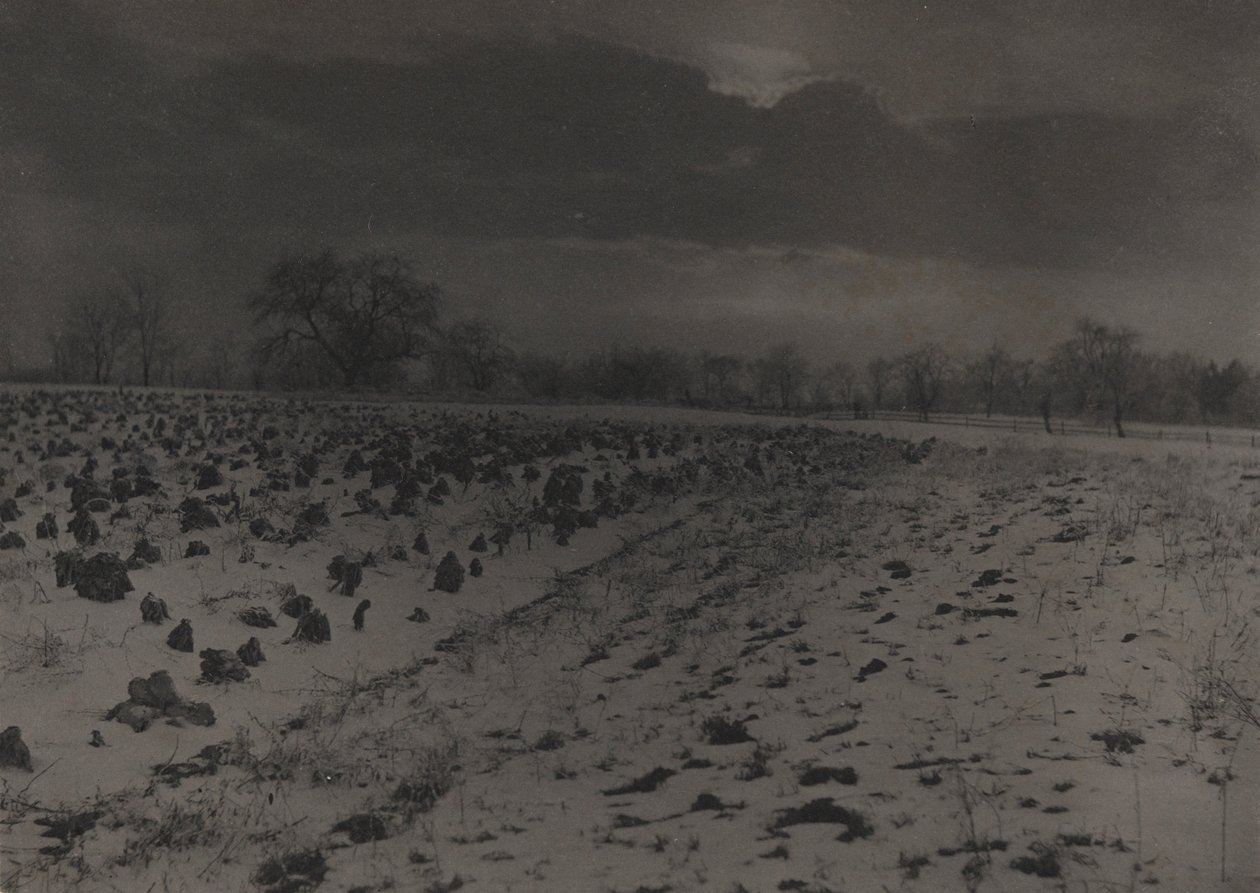 Campo de couves sob a neve de Unknown