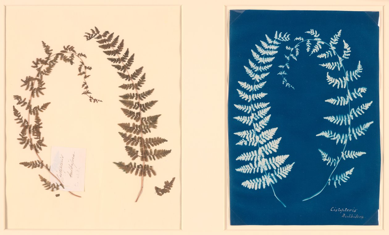 Do Álbum Hatton Fern de Unknown