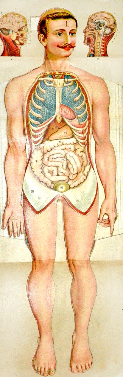 Modelo educacional desdobrável da anatomia humana, c. 1895 de Unknown